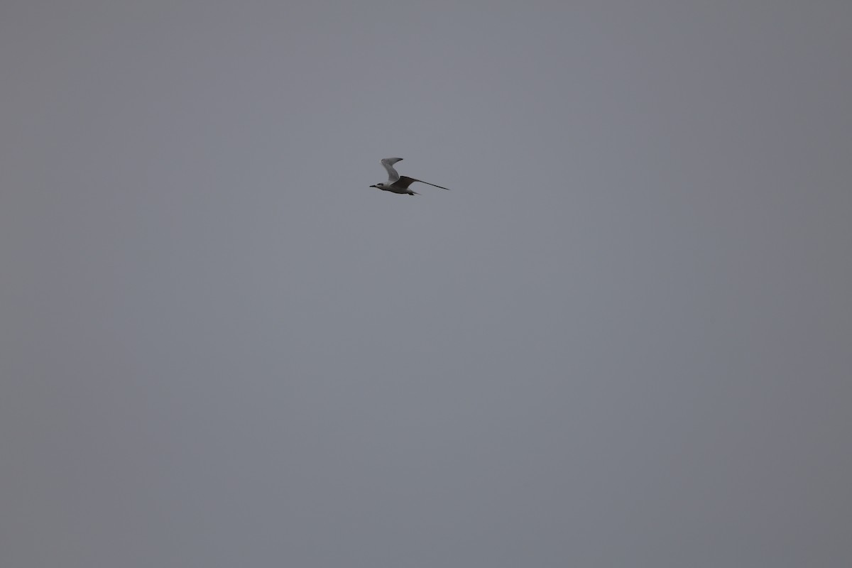 Gull-billed Tern - ML645585301