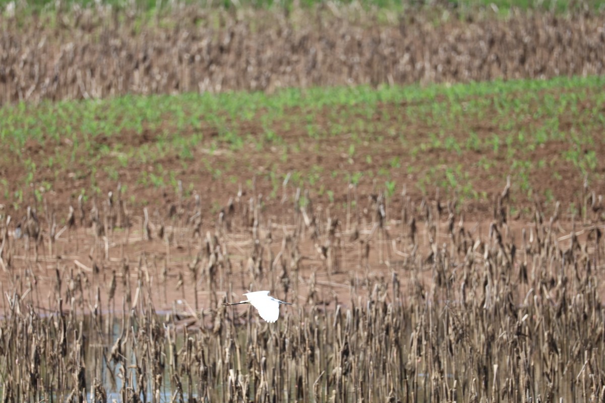 Little Egret - ML645585302