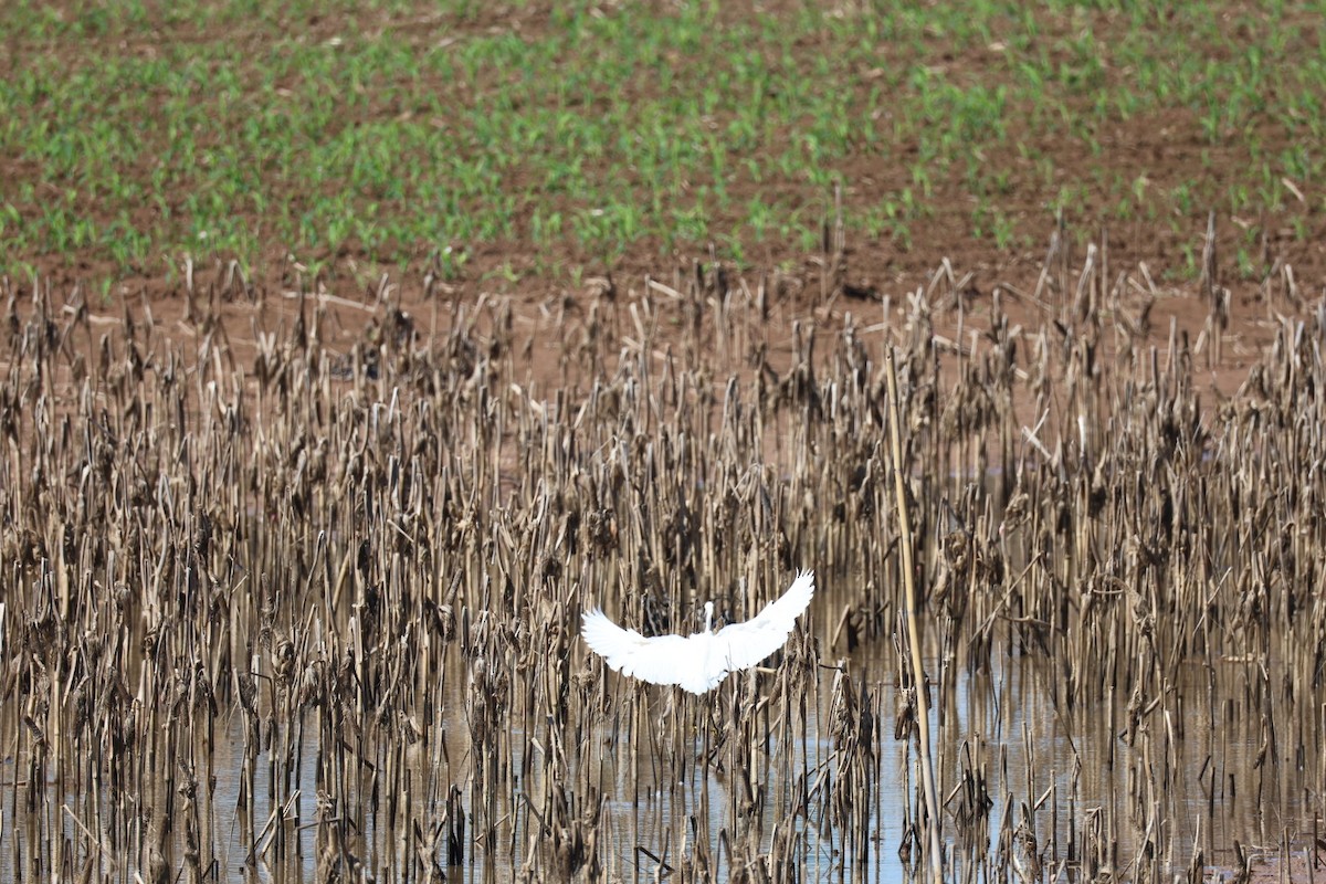Little Egret - ML645585303