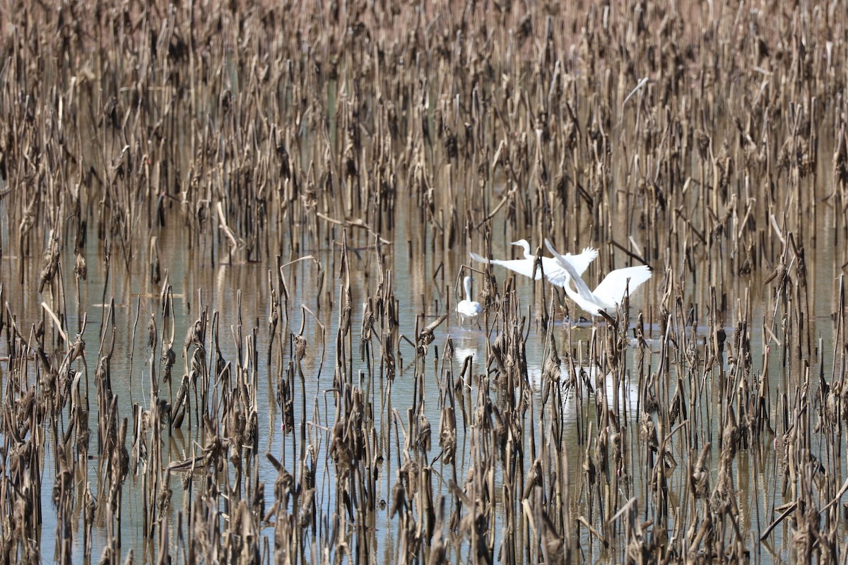 Little Egret - ML645585304