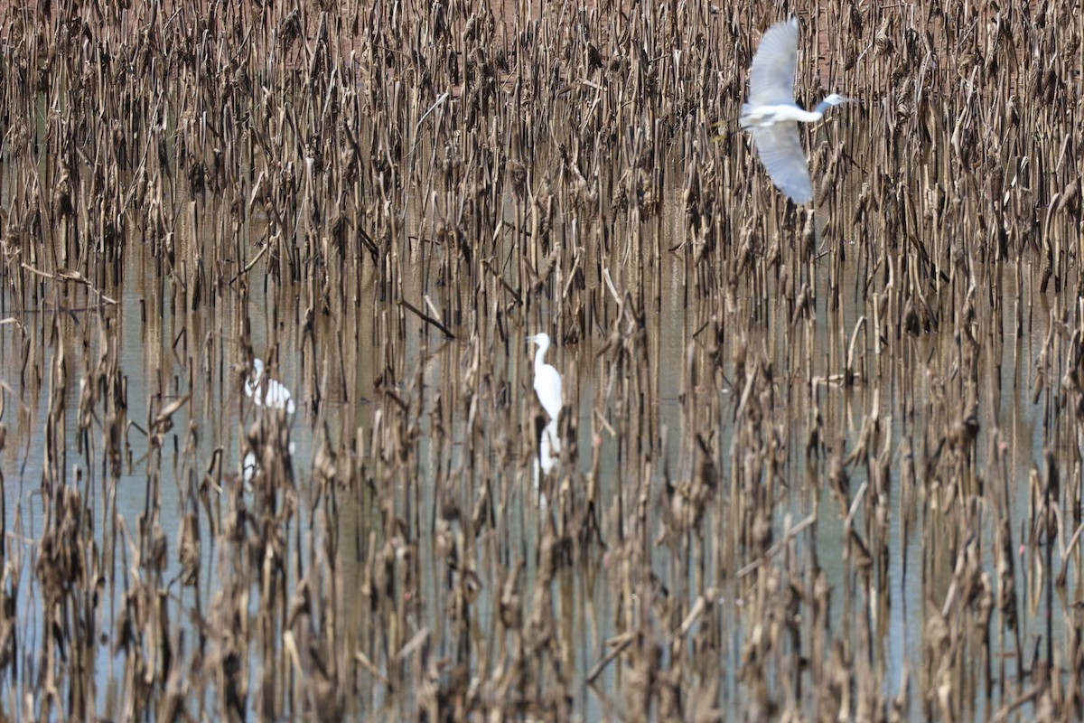 Little Egret - ML645585305
