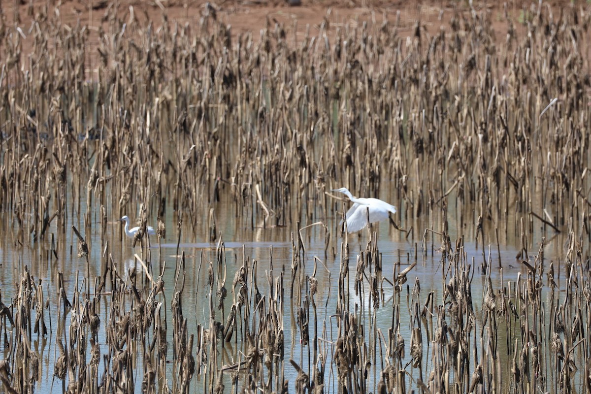 Little Egret - ML645585306