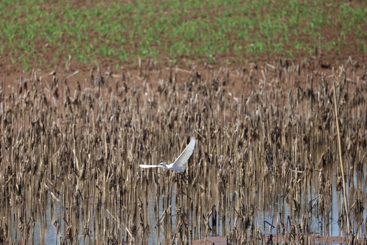 Little Egret - ML645585307