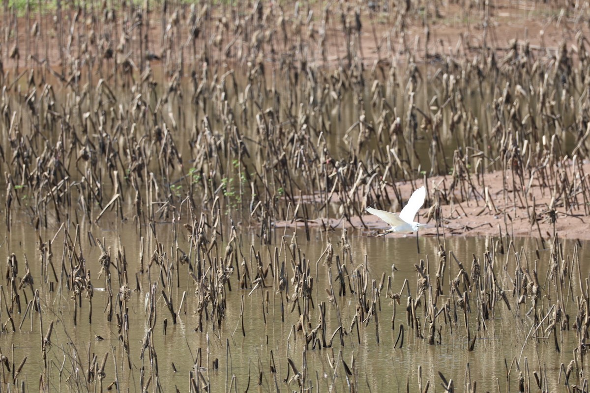 Little Egret - ML645585308