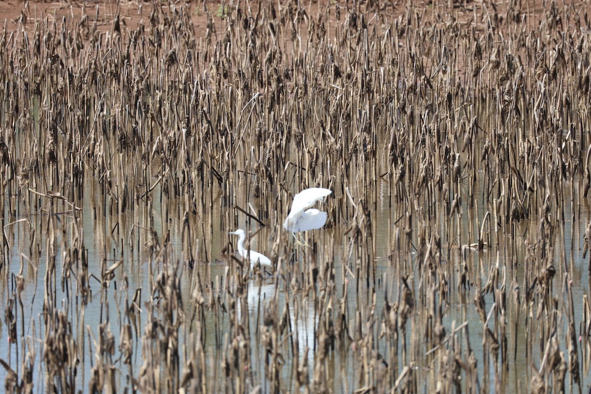 Little Egret - ML645585310