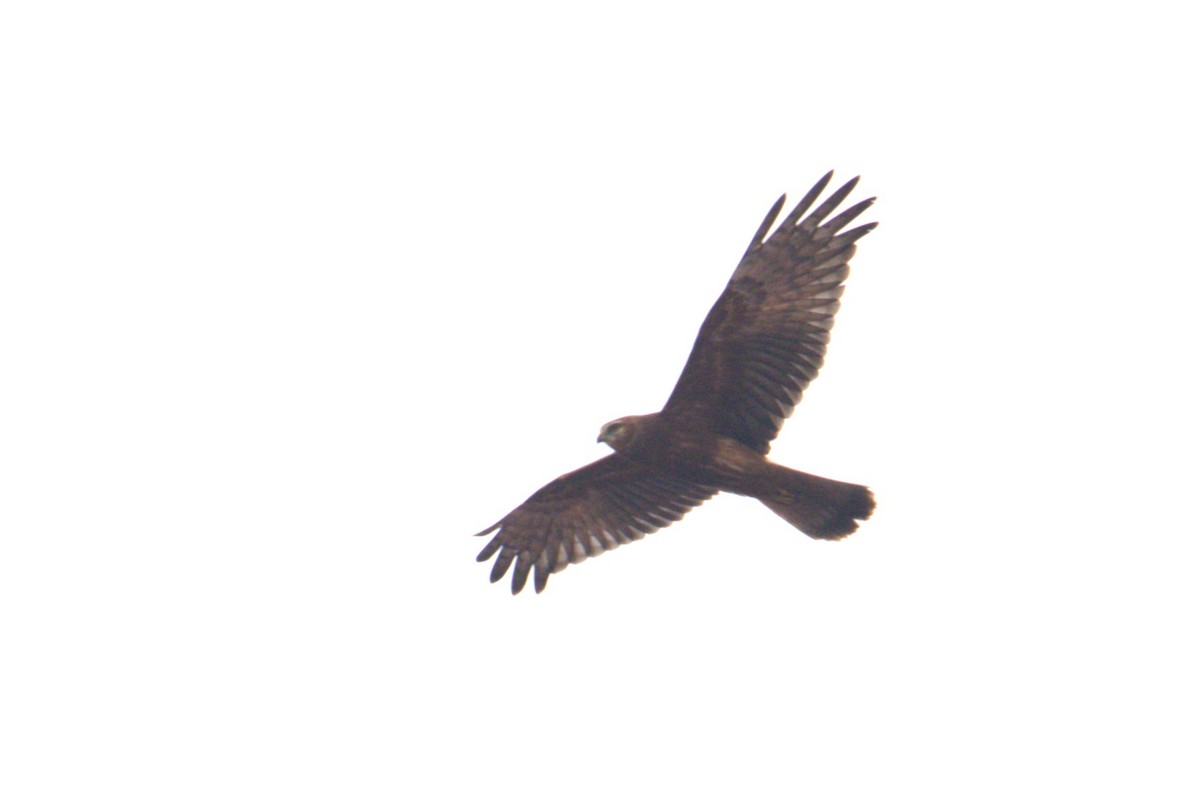 Eastern Marsh Harrier - ML645585312