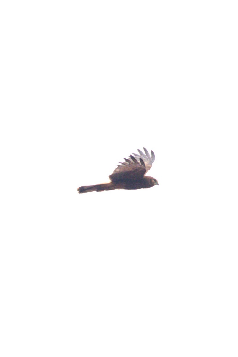 Eastern Marsh Harrier - ML645585313