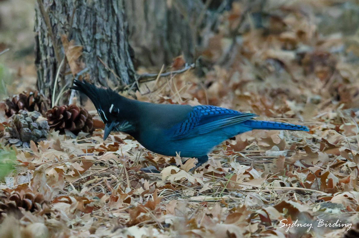 Steller's Jay - ML645585314