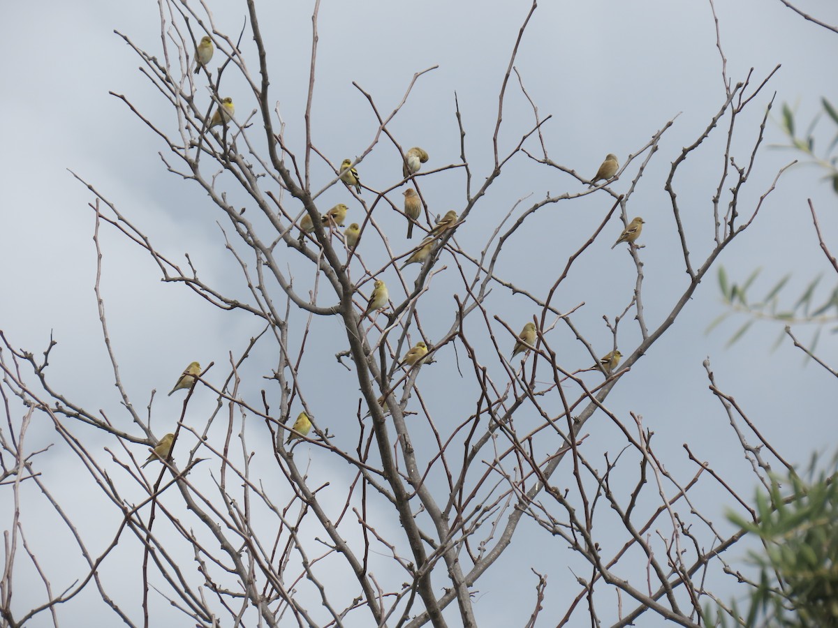 American Goldfinch - ML645585315