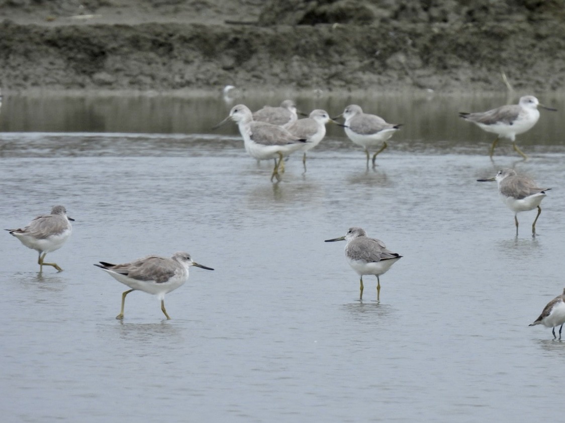 Nordmann's Greenshank - ML645585316