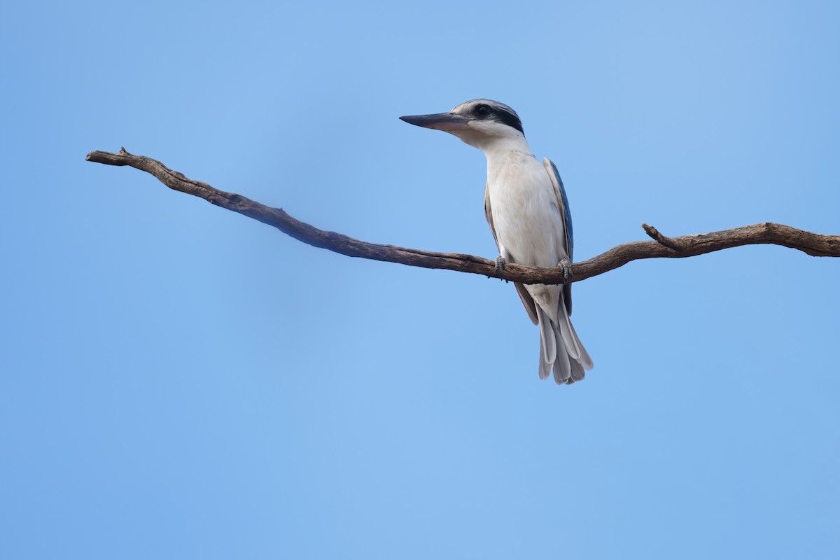 Red-backed Kingfisher - ML645585317