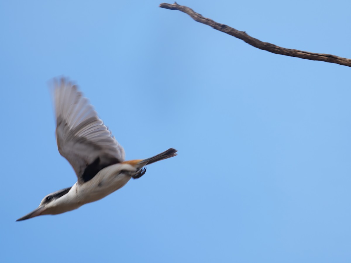 Red-backed Kingfisher - ML645585318