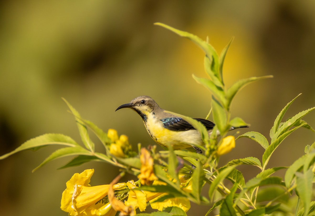 Purple Sunbird - ML645585319