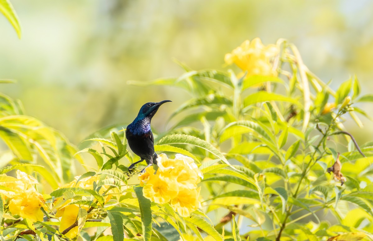 Purple Sunbird - ML645585320