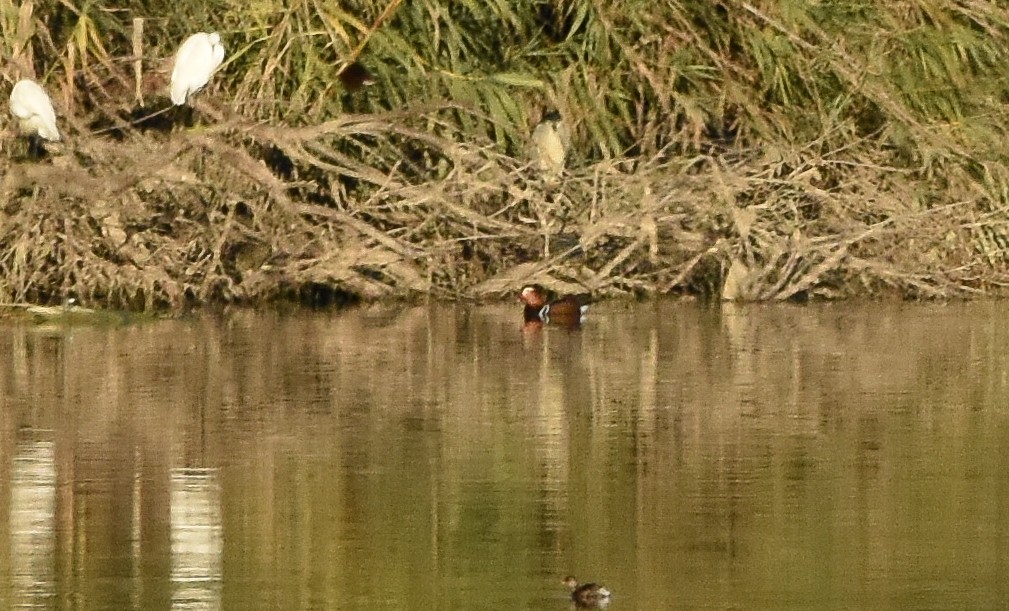 Mandarin Duck - ML645585321