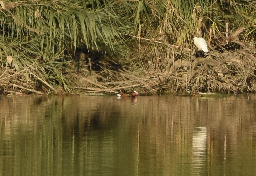 Mandarin Duck - ML645585322