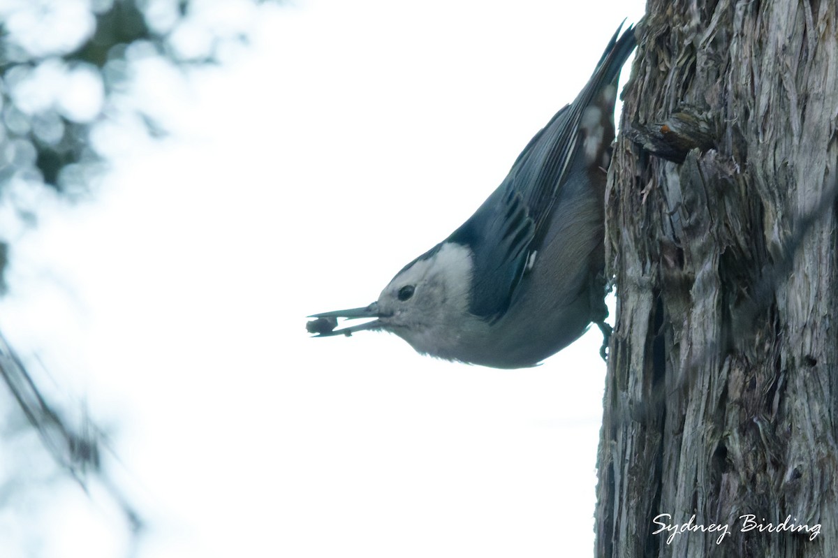 White-breasted Nuthatch - ML645585323