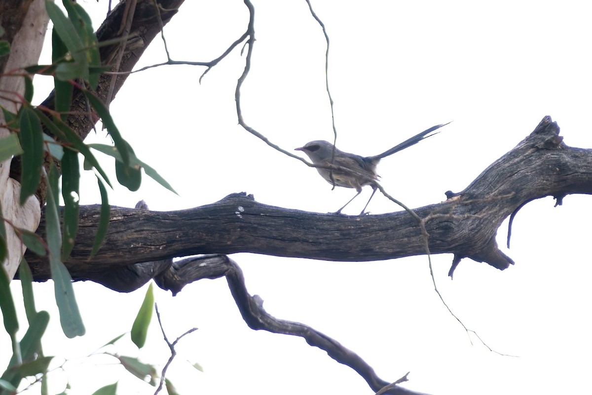 Purple-backed Fairywren (Purple-backed) - ML645585325