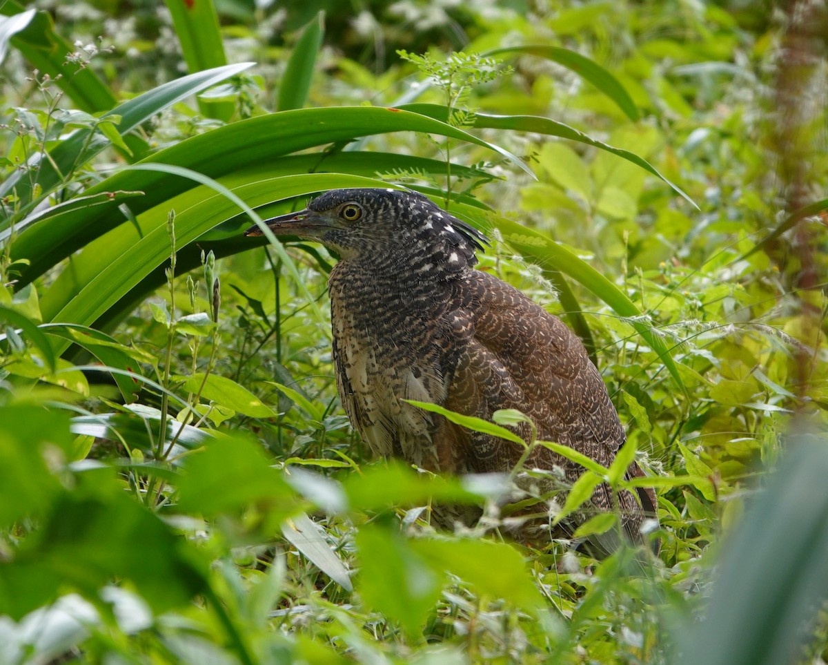 Martinete Malayo - ML645585327