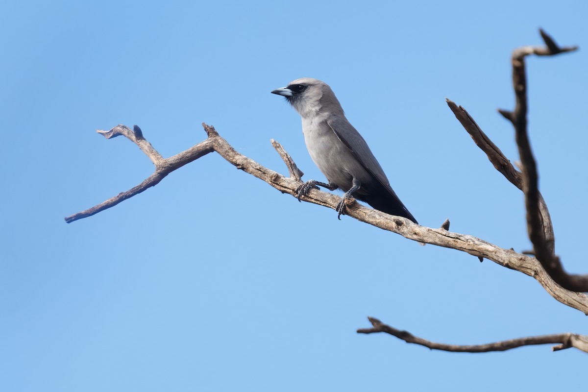 Artamo Carinegro (grupo cinereus) - ML645585329