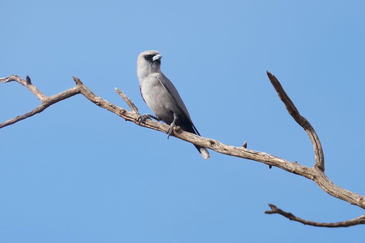 Artamo Carinegro (grupo cinereus) - ML645585330