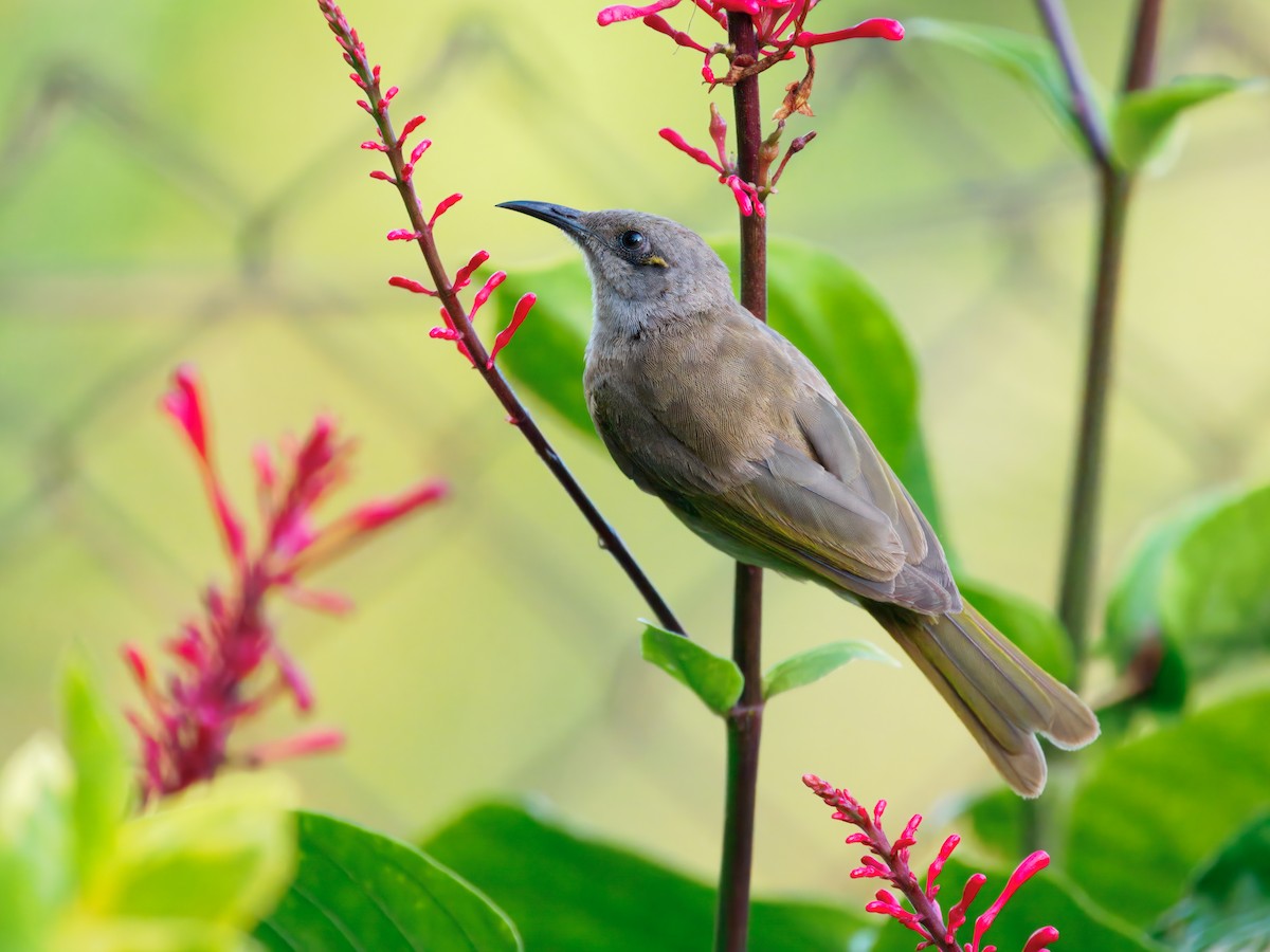 Mielero Pardo - ML645585331