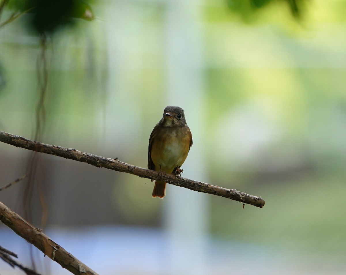 Papamoscas Herrumbroso - ML645585336