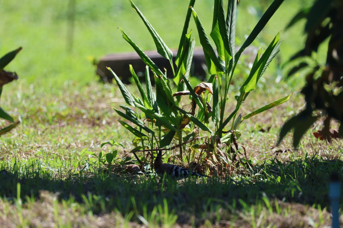 Abubilla Común - ML645585337