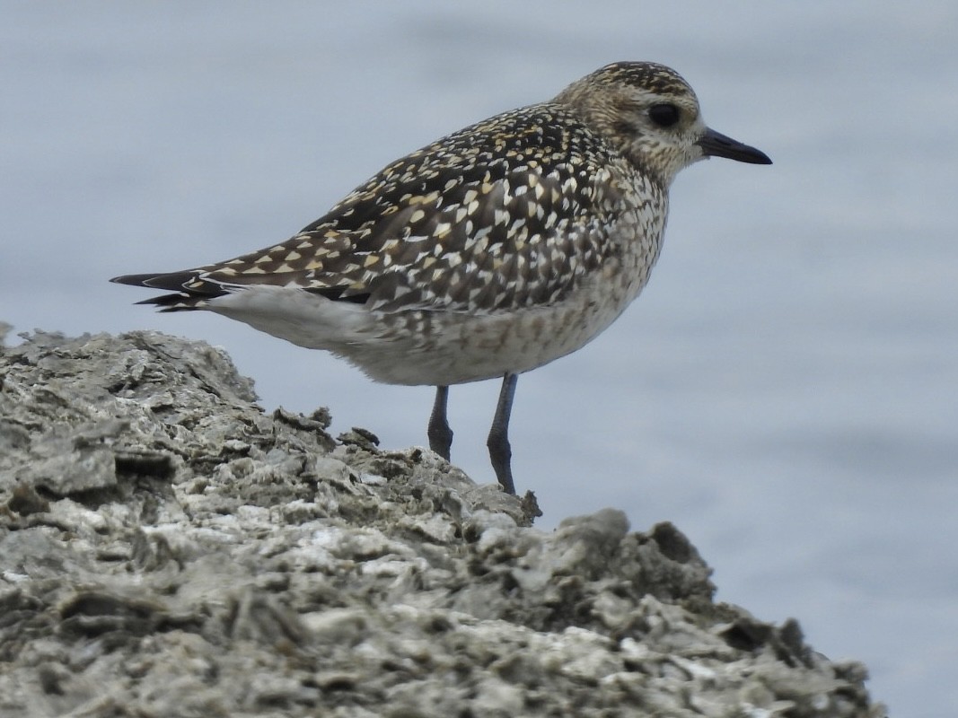 Chorlito Dorado Siberiano - ML645585342