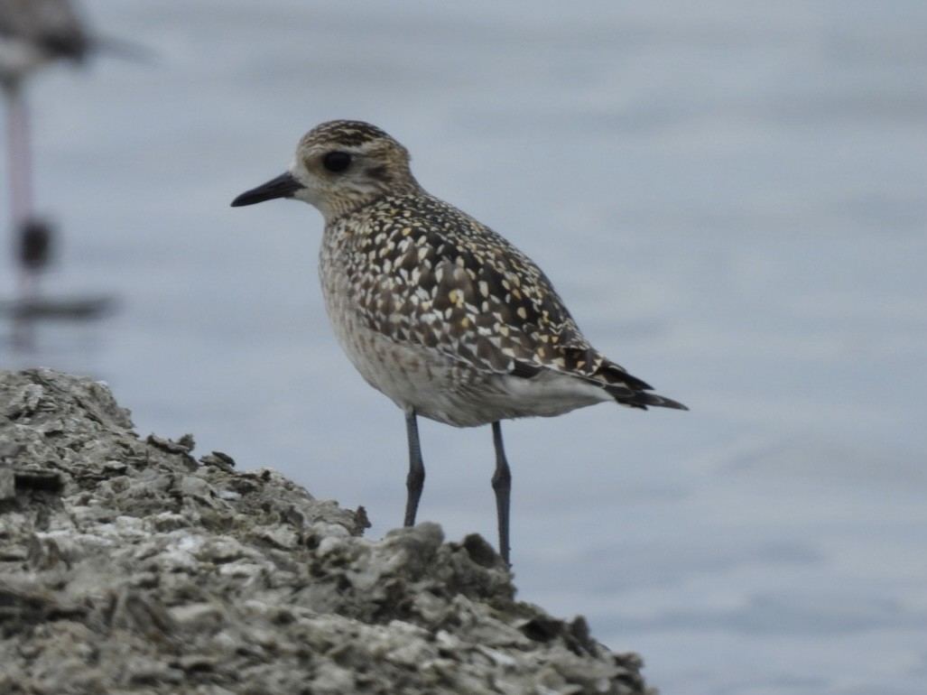 Chorlito Dorado Siberiano - ML645585343