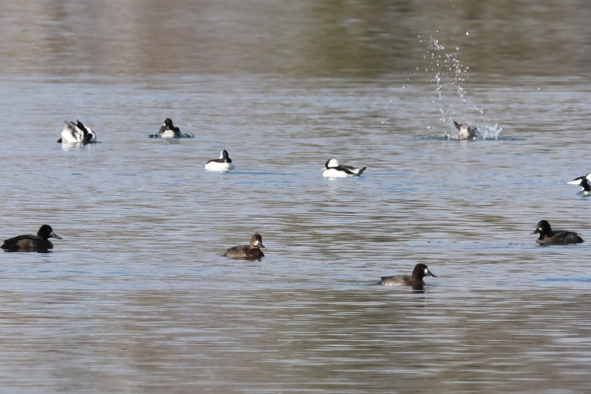 Porrón Bola - ML645585344