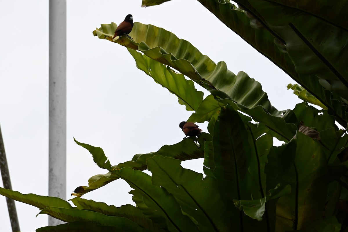 Chestnut Munia - ML645585346