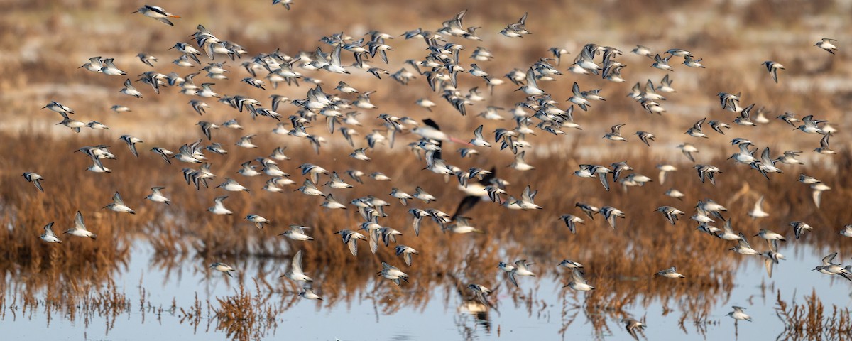 Dunlin - ML645585366