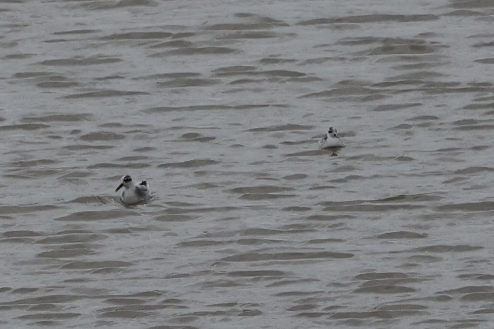 Red Phalarope - ML645585367