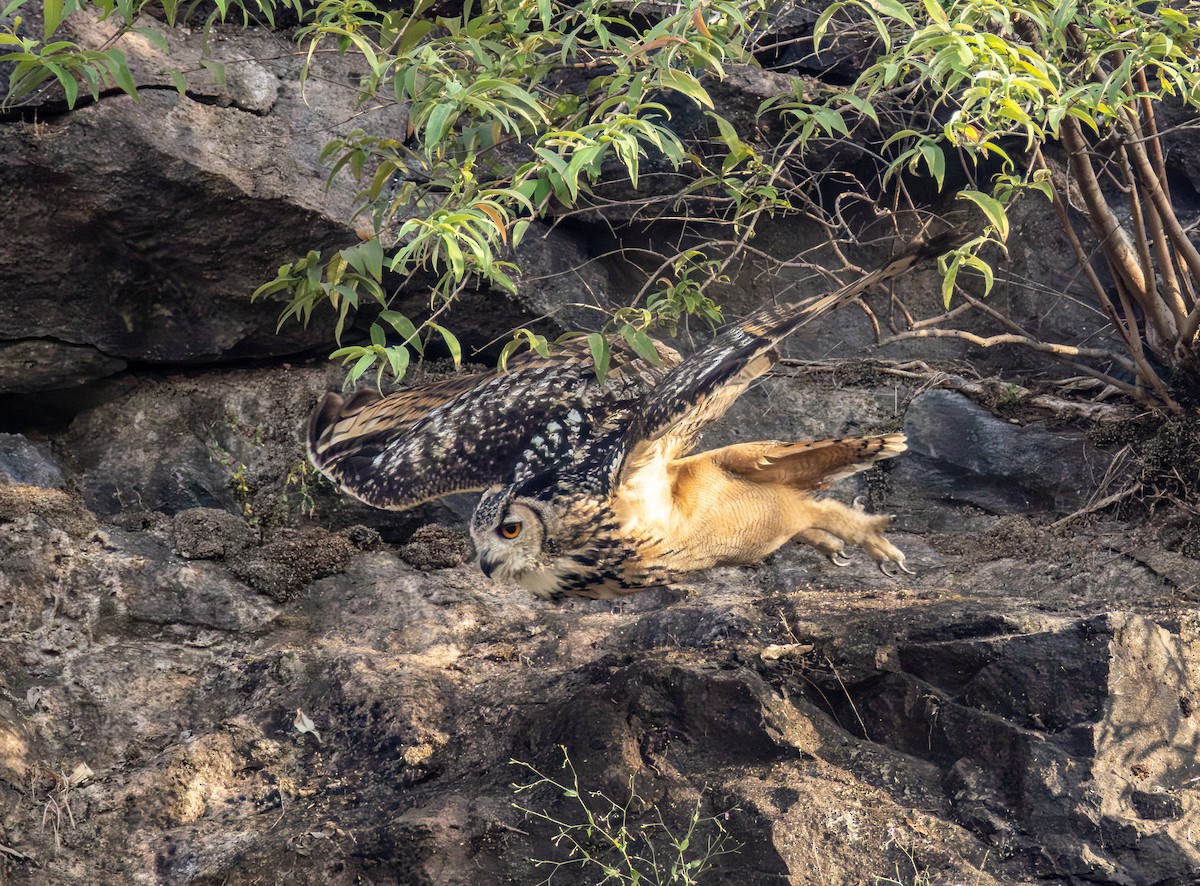 Rock Eagle-Owl - ML645585368