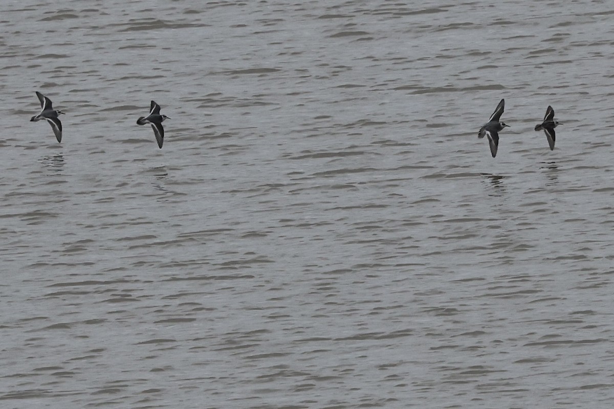 Red Phalarope - ML645585371
