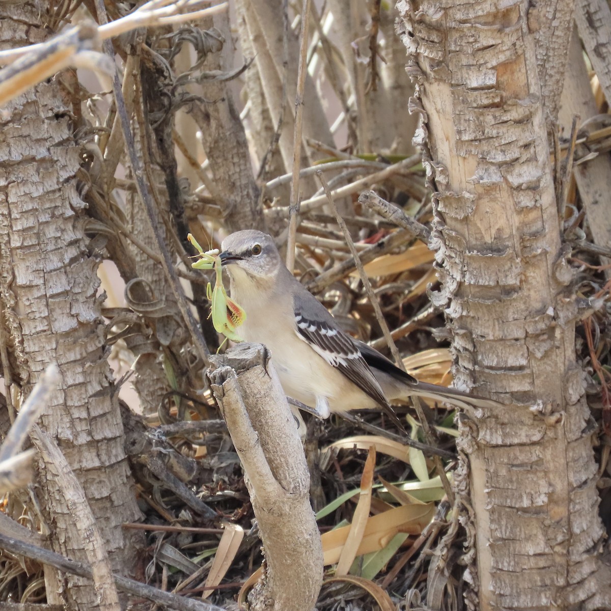 Northern Mockingbird - ML645585383