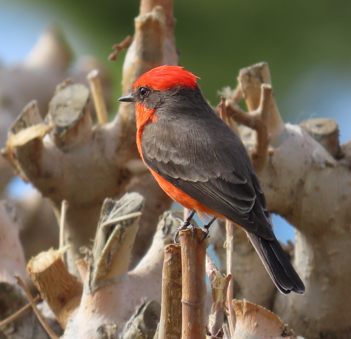 Vermilion Flycatcher - ML645585389