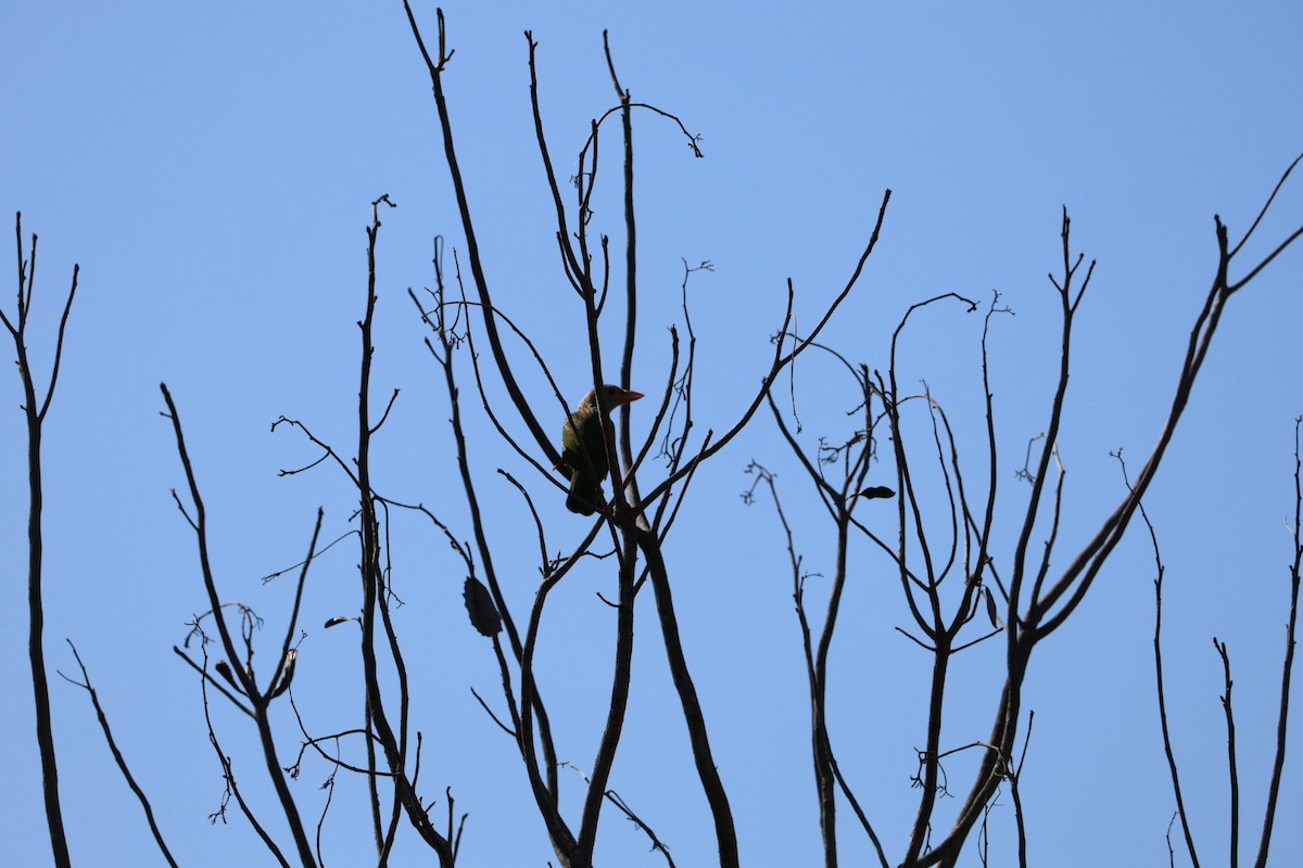 シロボシオオゴシキドリ - ML645585391