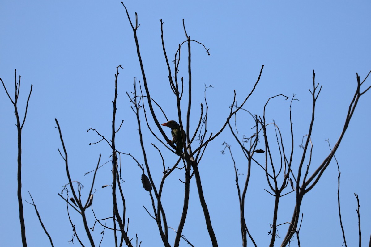 シロボシオオゴシキドリ - ML645585392