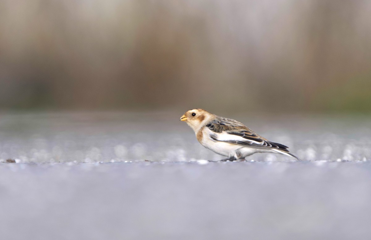 Snow Bunting - ML645585403