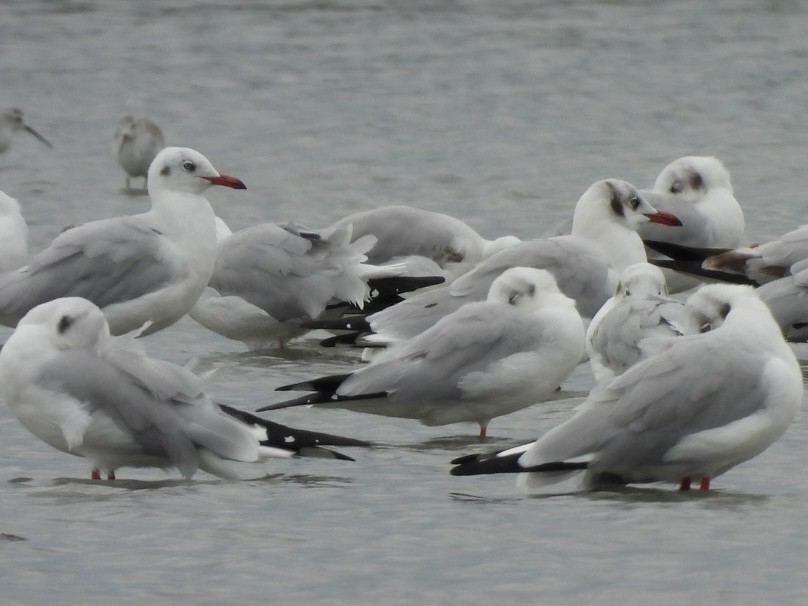 Gaviota Centroasiática - ML645585409