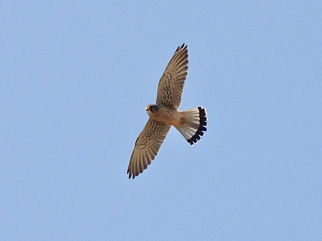Eurasian Kestrel - ML645585413