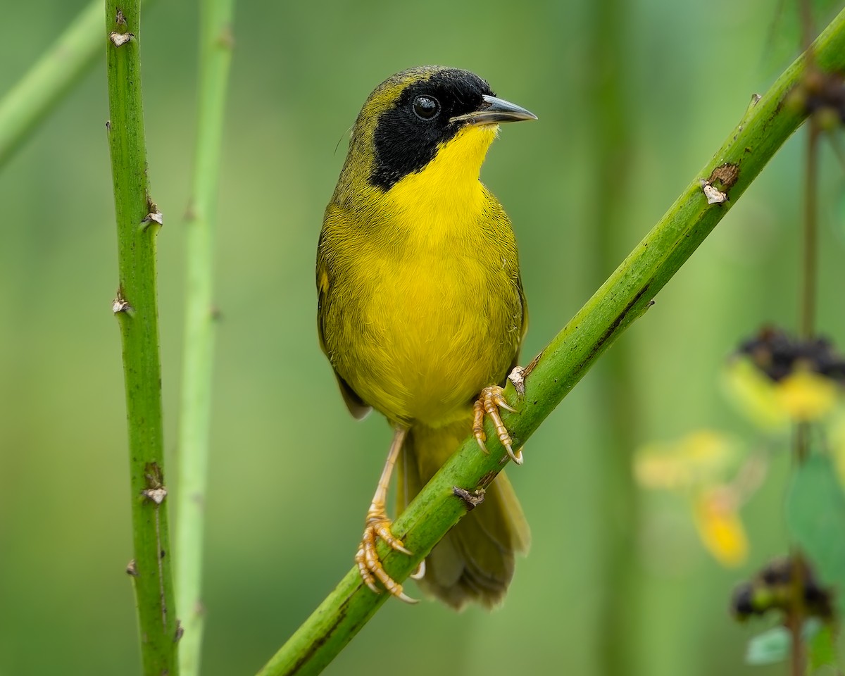 Olive-crowned Yellowthroat - ML645585415