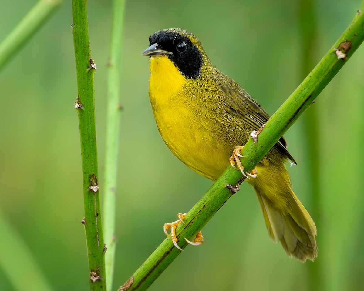 Olive-crowned Yellowthroat - ML645585416