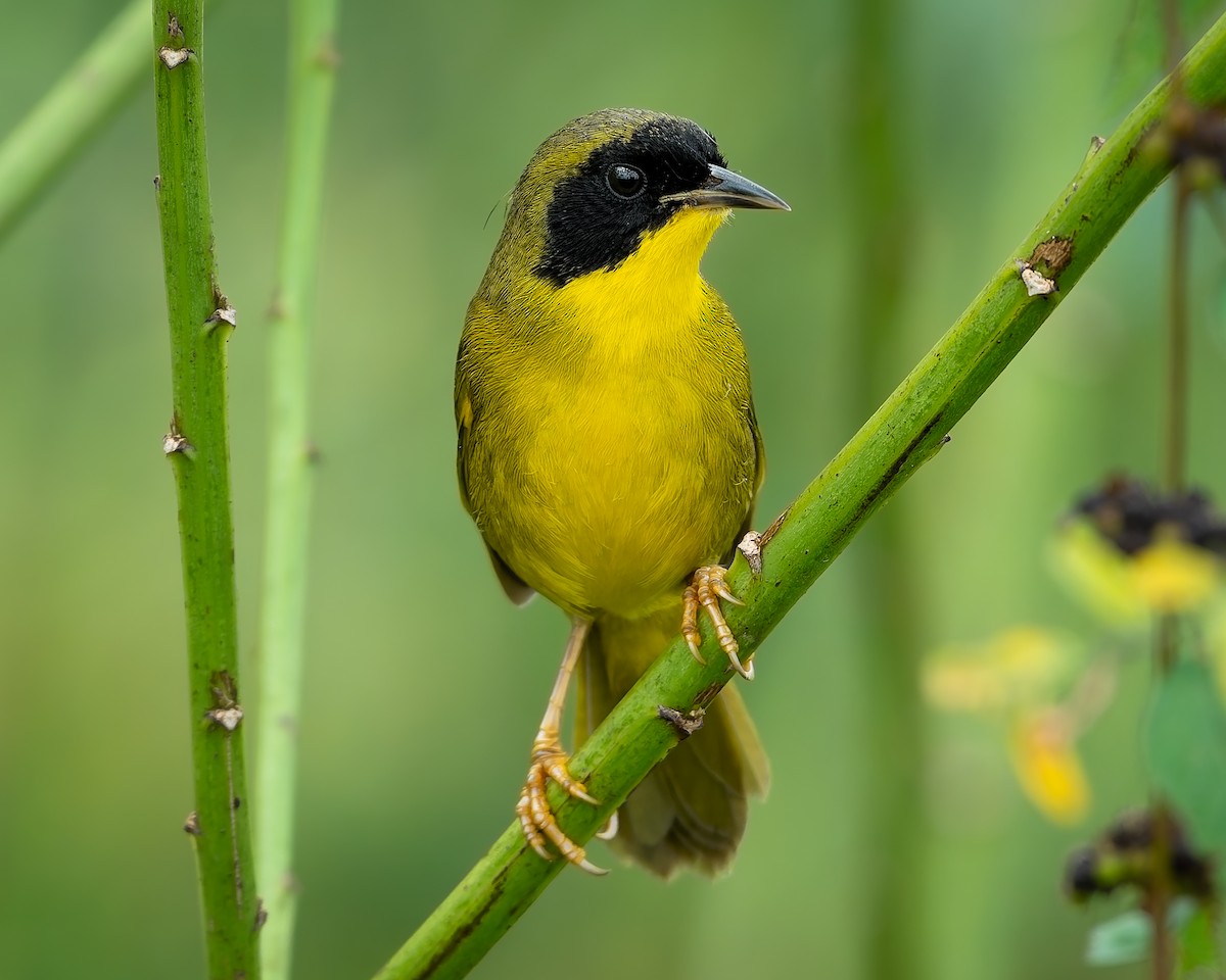 Olive-crowned Yellowthroat - ML645585417