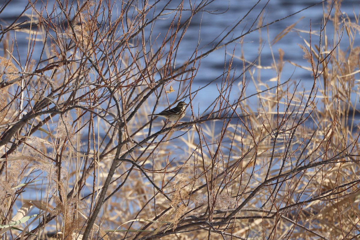 Siberian Pipit - ML645585420