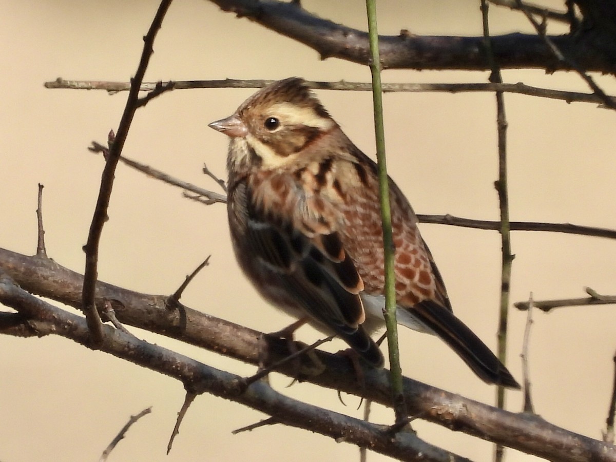 Rustic Bunting - ML645585429
