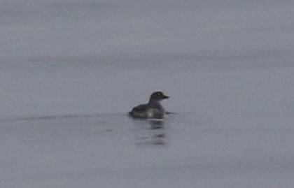Cassin's Auklet - ML645585431
