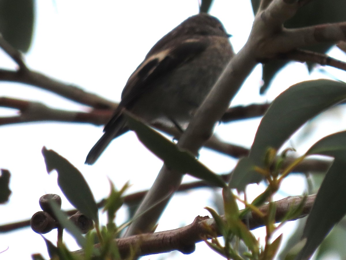 Flame Robin - ML645585437